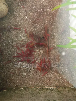 Shrimp For Sale