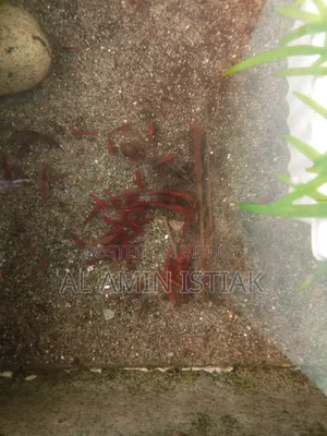 Shrimp For Sale