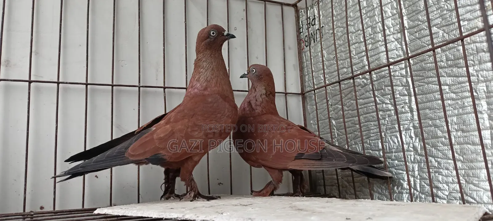 Chilla Pair