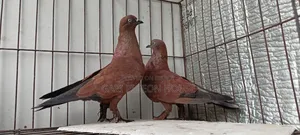 Chilla Pair
