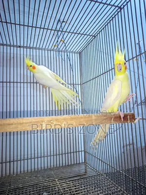 Running Cockatiel Bird