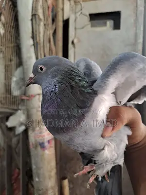 রাজশাহী অরিজিনাল গিরিবাজ