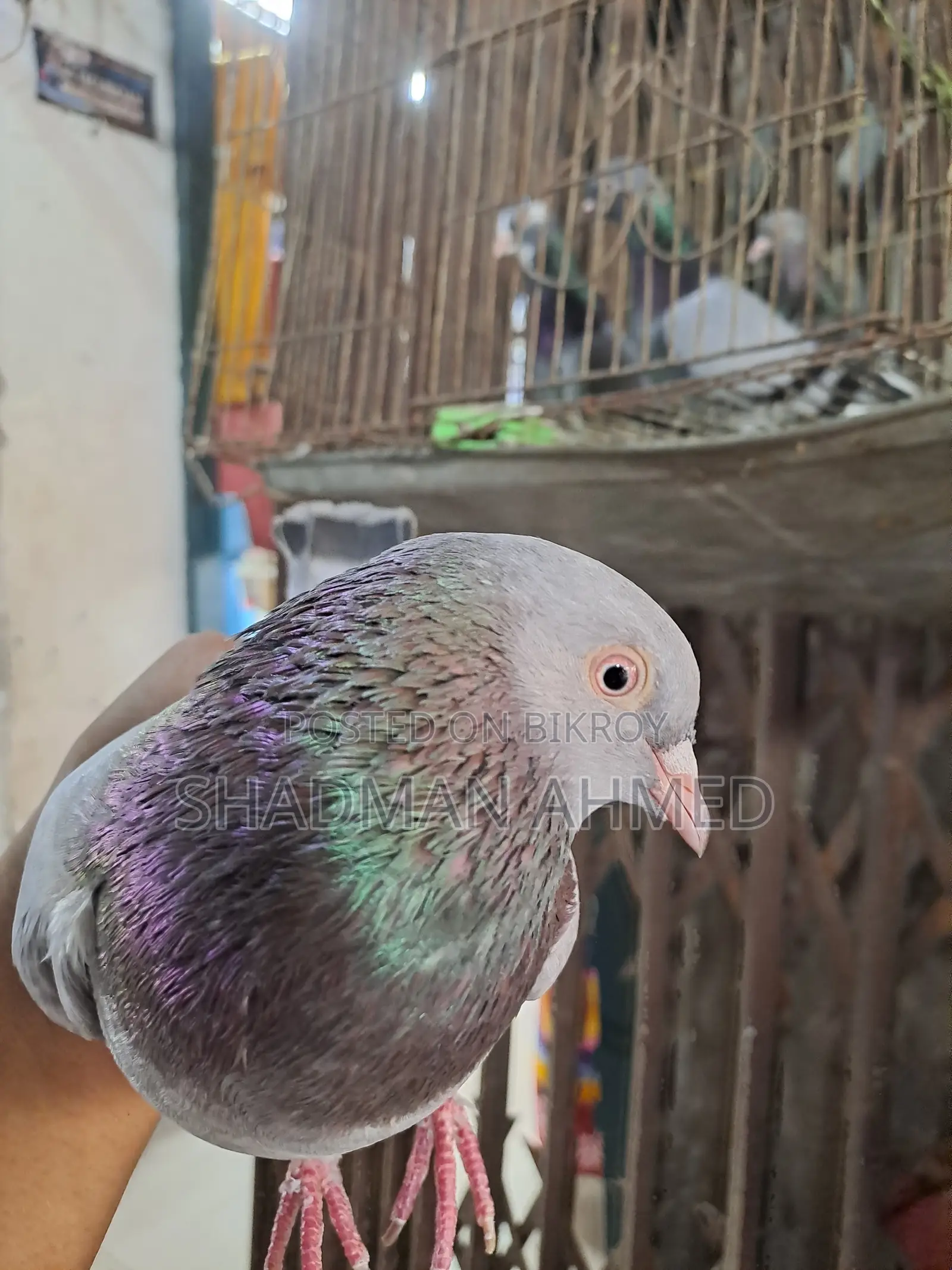 রাজশাহী অরিজিনাল গিরিবাজ