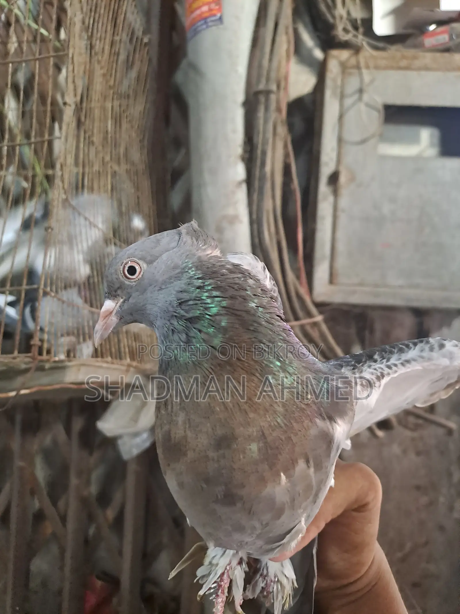 রাজশাহী অরিজিনাল গিরিবাজ