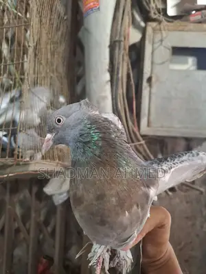 রাজশাহী অরিজিনাল গিরিবাজ