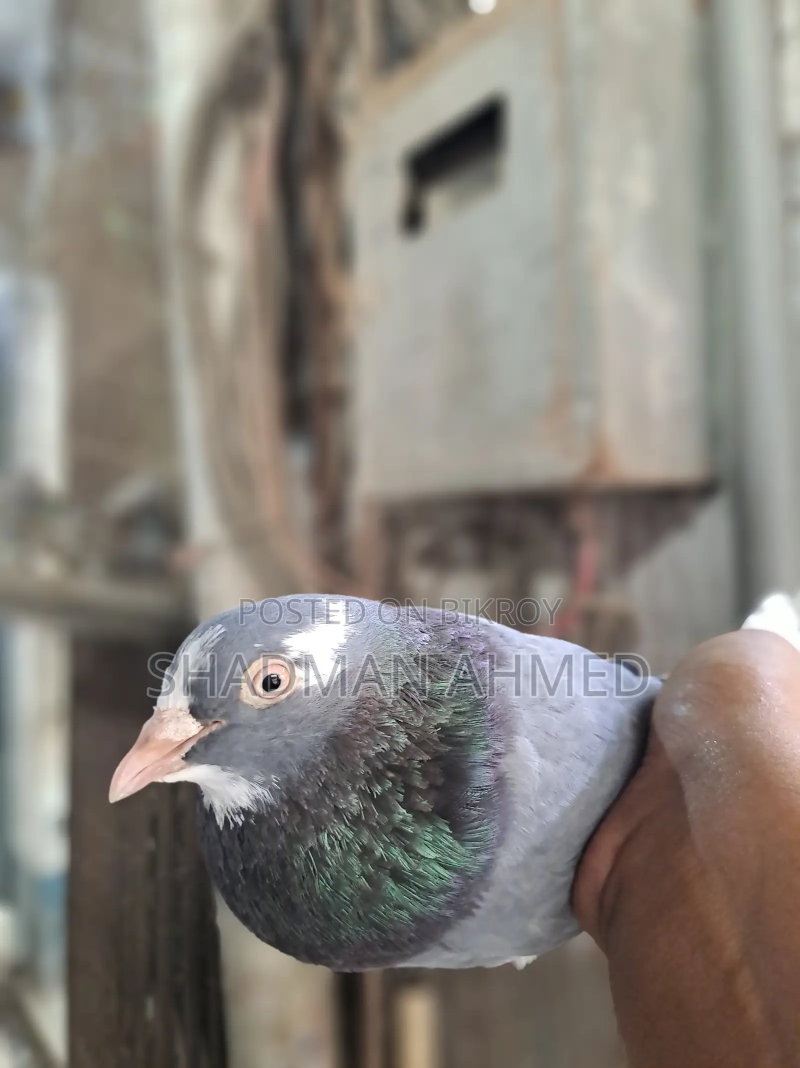 রাজশাহী অরিজিনাল গিরিবাজ