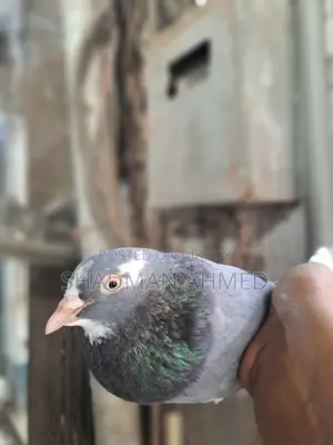 রাজশাহী অরিজিনাল গিরিবাজ