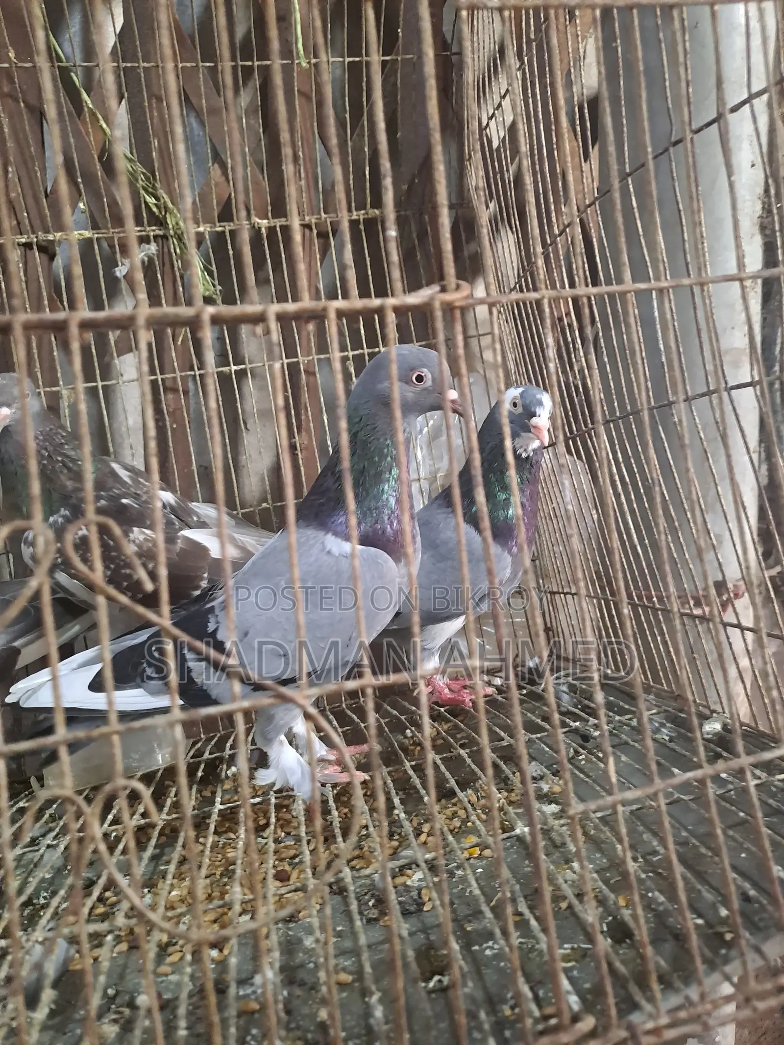 রাজশাহী অরিজিনাল গিরিবাজ