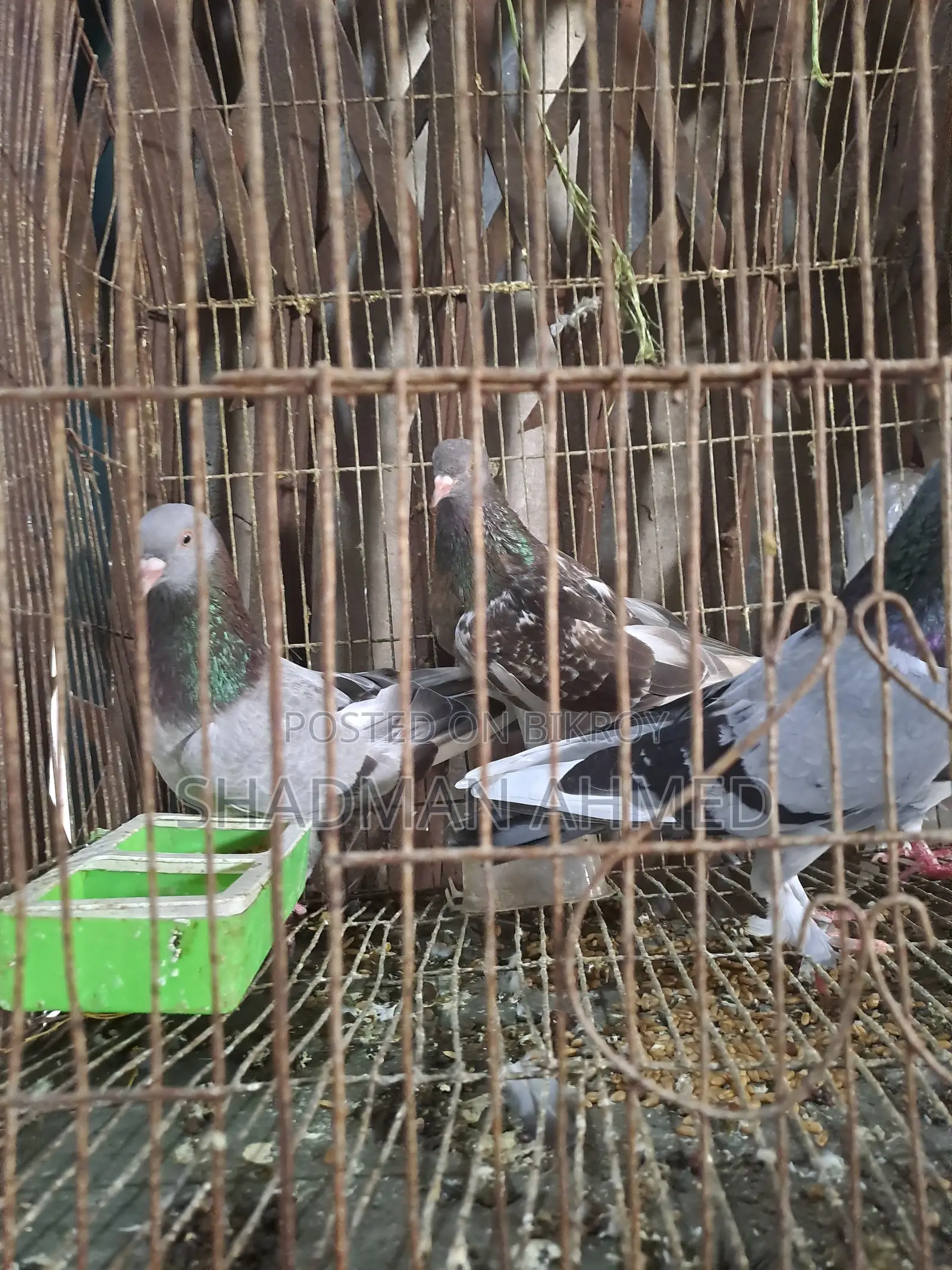 রাজশাহী অরিজিনাল গিরিবাজ