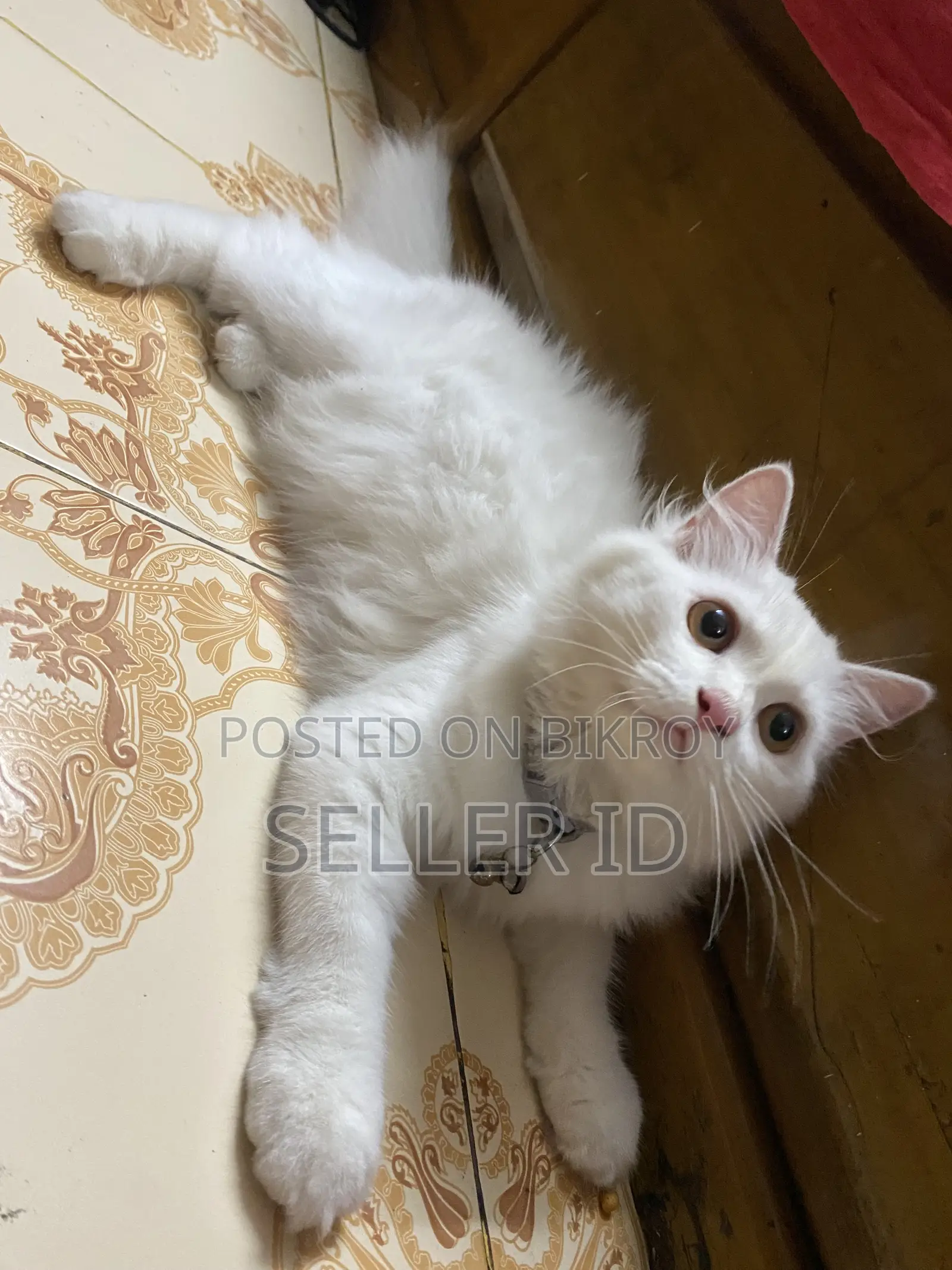 ৩-৬ মাস বয়সী পুরুষ বিশুদ্ধ পার্সিয়ান