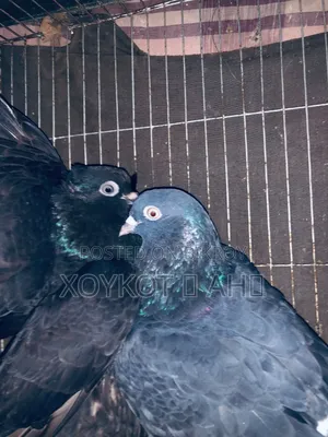 Giribaz Pigeon