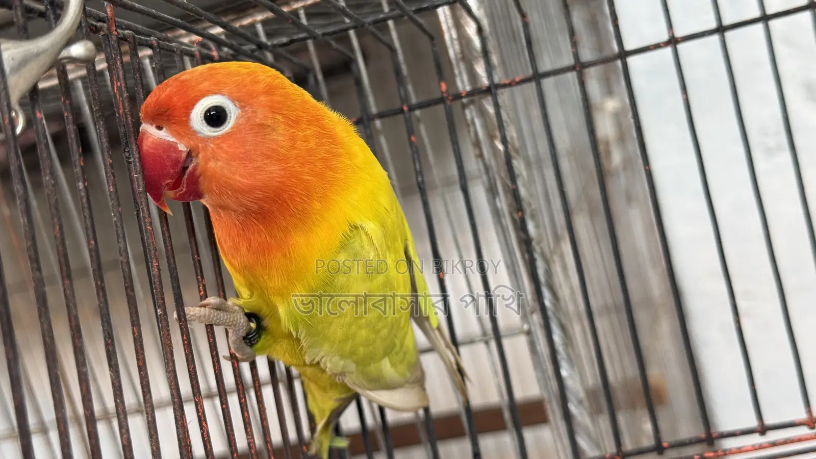 লাভ বার্ড প্যাস্টেল গ্রিন ফিশার