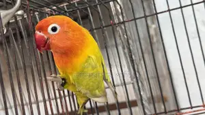 লাভ বার্ড প্যাস্টেল গ্রিন ফিশার