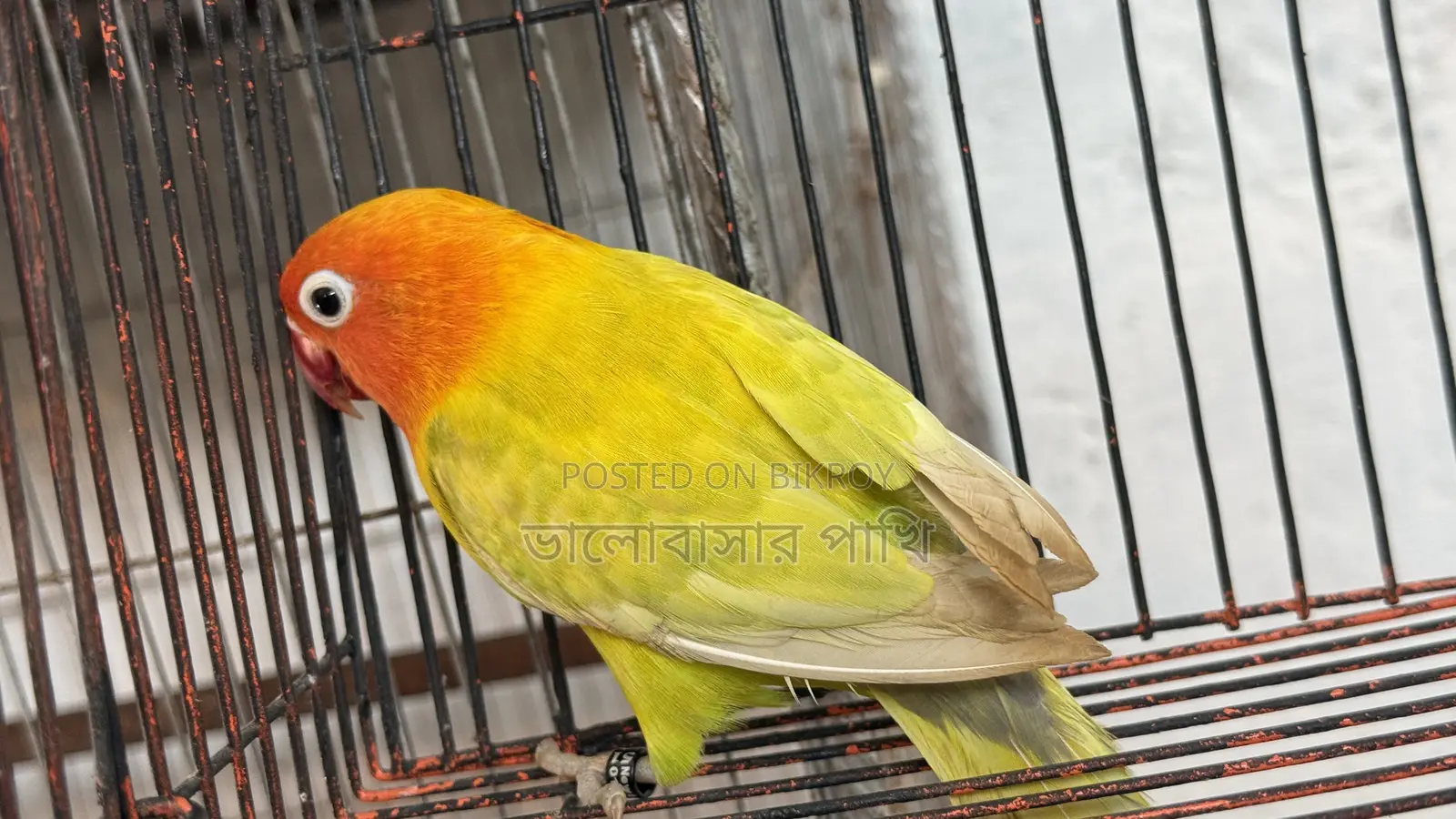লাভ বার্ড প্যাস্টেল গ্রিন ফিশার