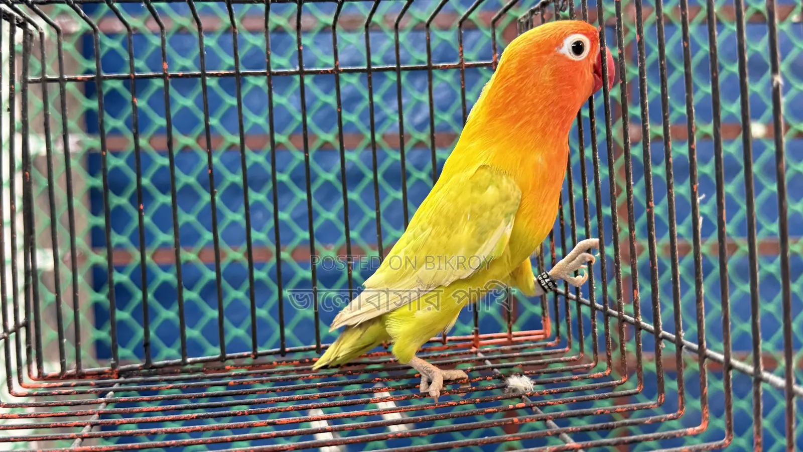 লাভ বার্ড প্যাস্টেল গ্রিন ফিশার