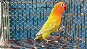Love Bird Pastel Green Fisher