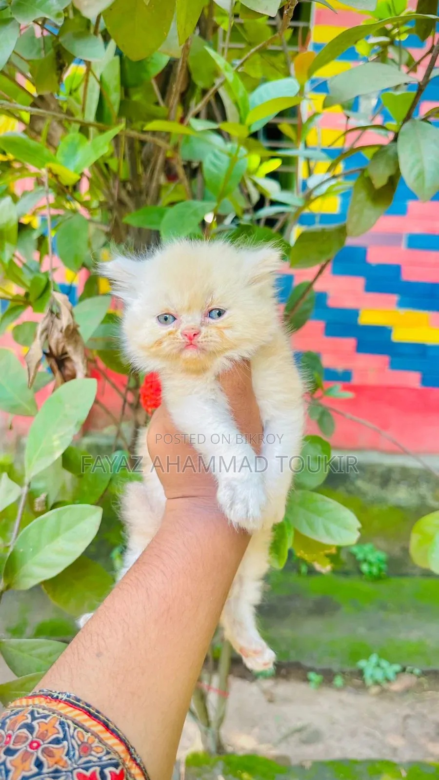1-3 months Male Purebred Persian