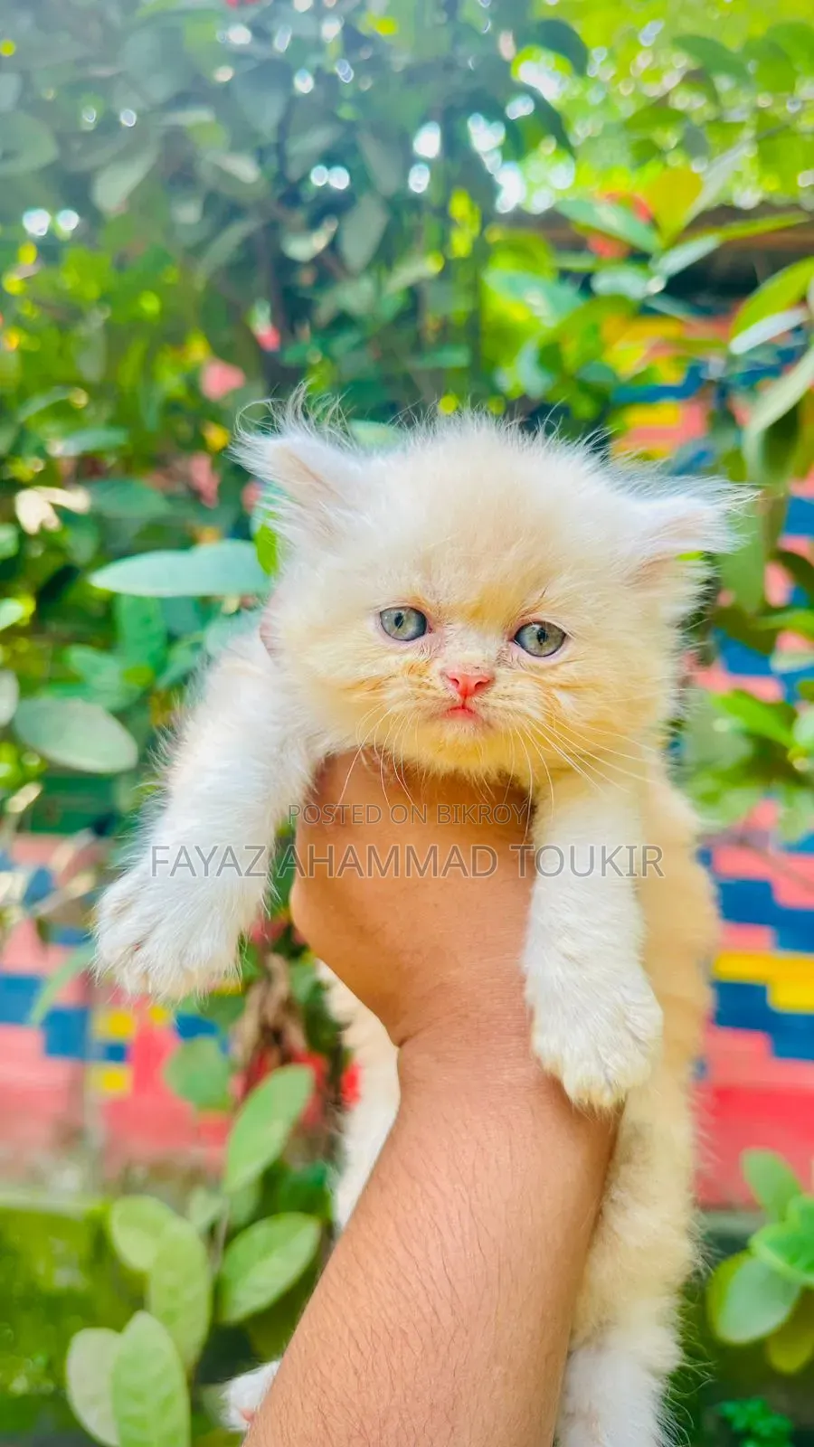 1-3 months Male Purebred Persian