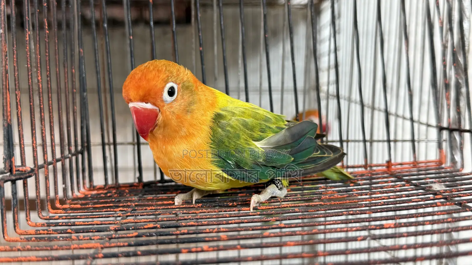 Love Bird Green Fisher