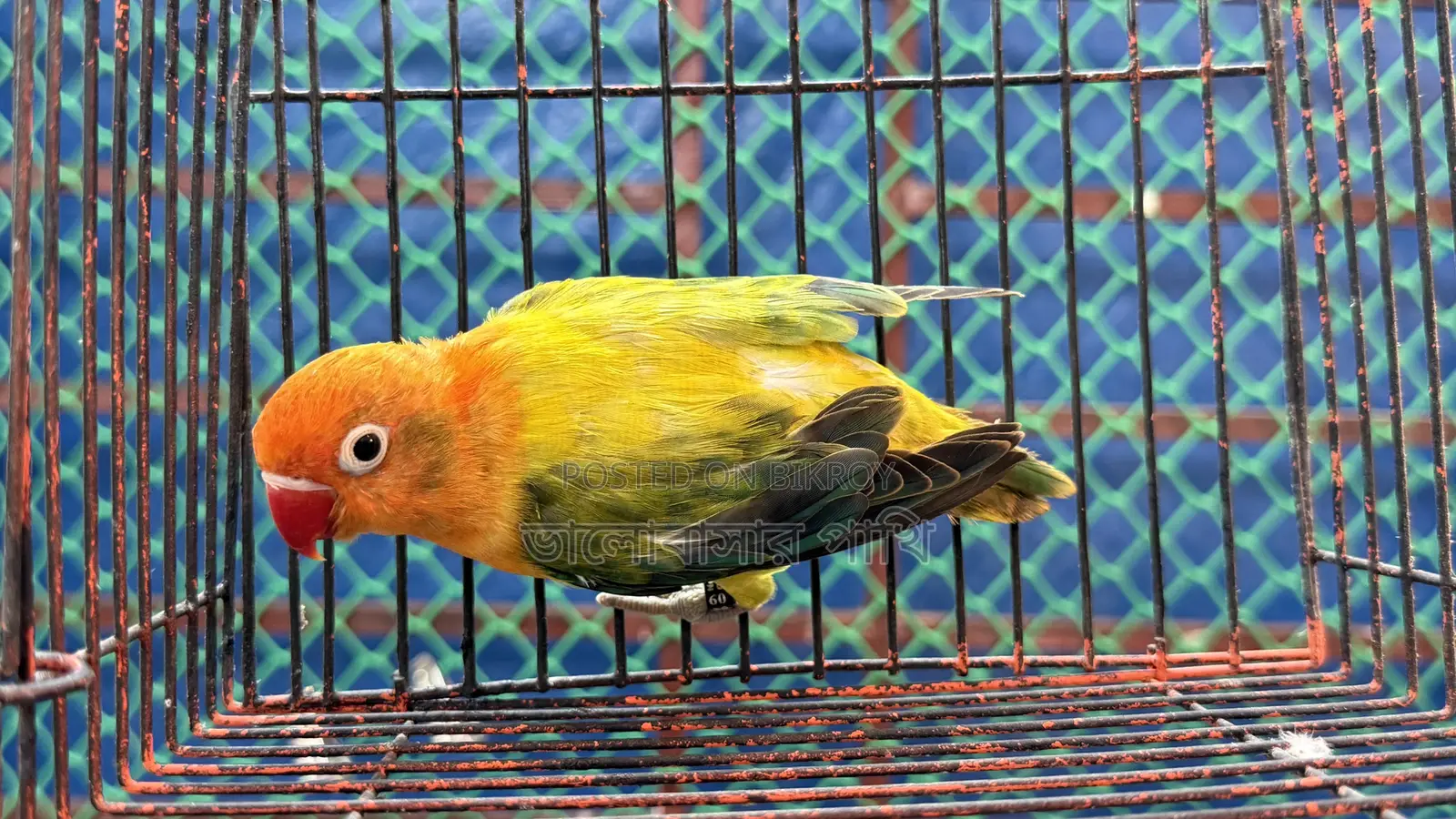 Love Bird Green Fisher