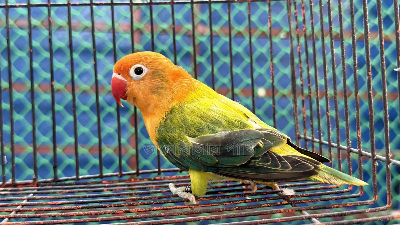 Love Bird Green Fisher