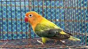 Love Bird Green Fisher