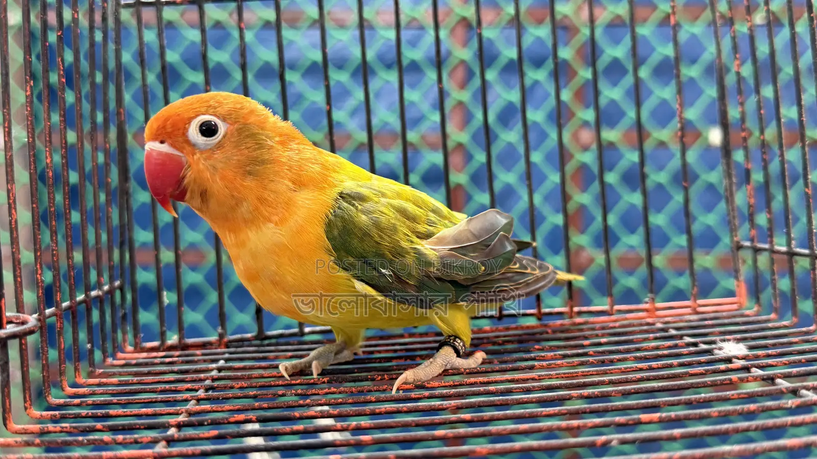 Love Bird Green Fisher