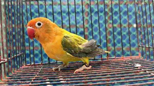 Love Bird Green Fisher