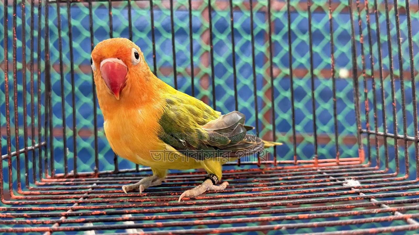 Love Bird Green Fisher