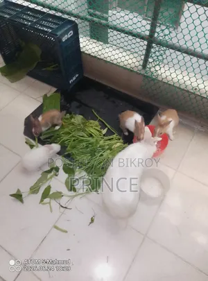 Rabbit mother and 4 babies