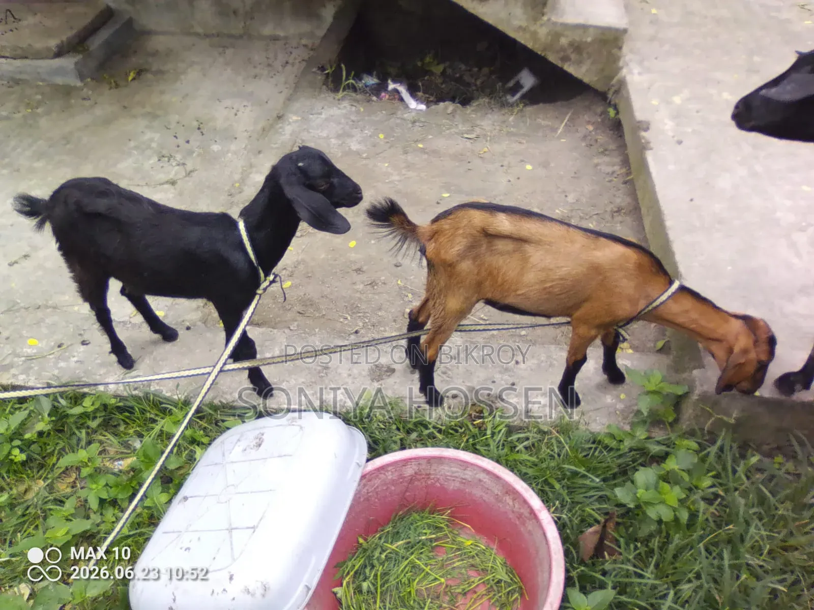 Goat for sale