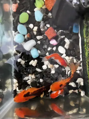 One is a beautiful goldfish with a size of 7 centimeters. Completely healthy