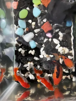 One is a beautiful goldfish with a size of 7 centimeters. Completely healthy