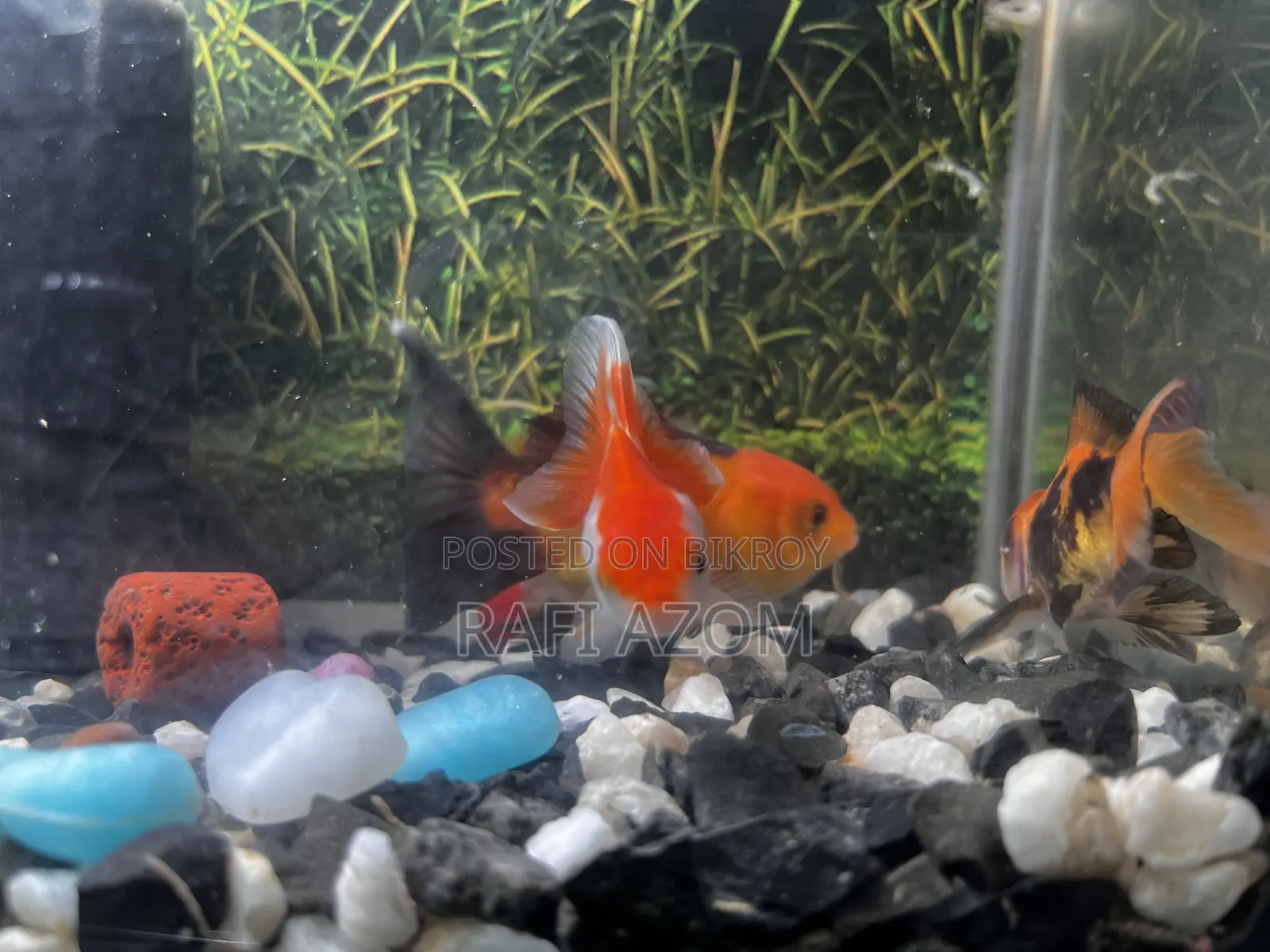One is a beautiful goldfish with a size of 7 centimeters. Completely healthy