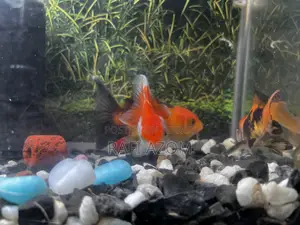One is a beautiful goldfish with a size of 7 centimeters. Completely healthy