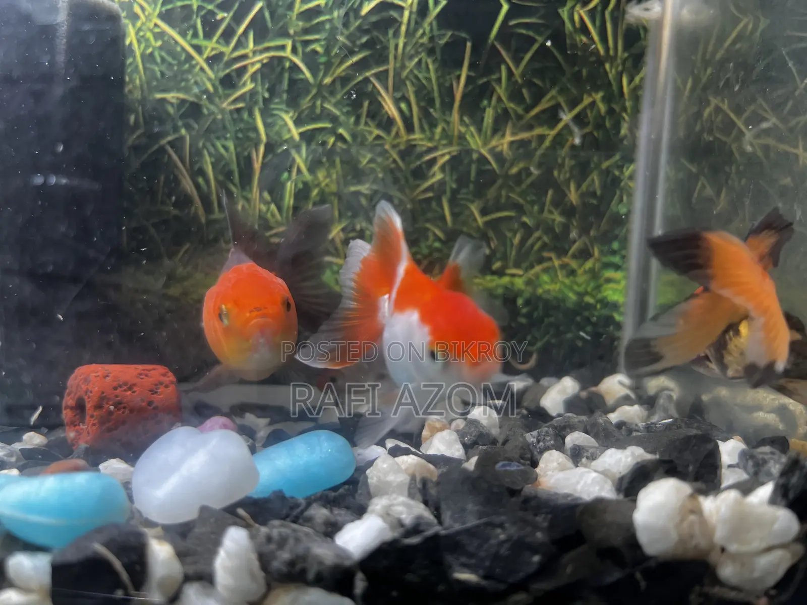 One is a beautiful goldfish with a size of 7 centimeters. Completely healthy
