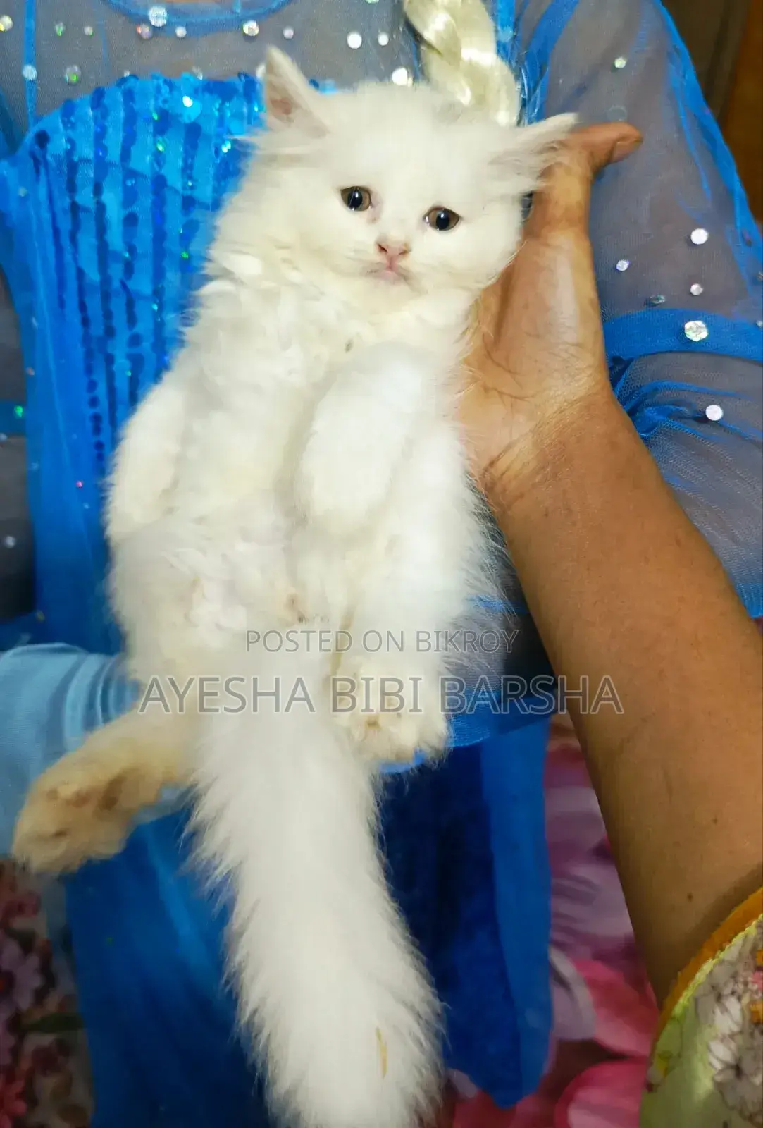 ১-৩ মাসের নর খাঁটি পার্সিয়ান