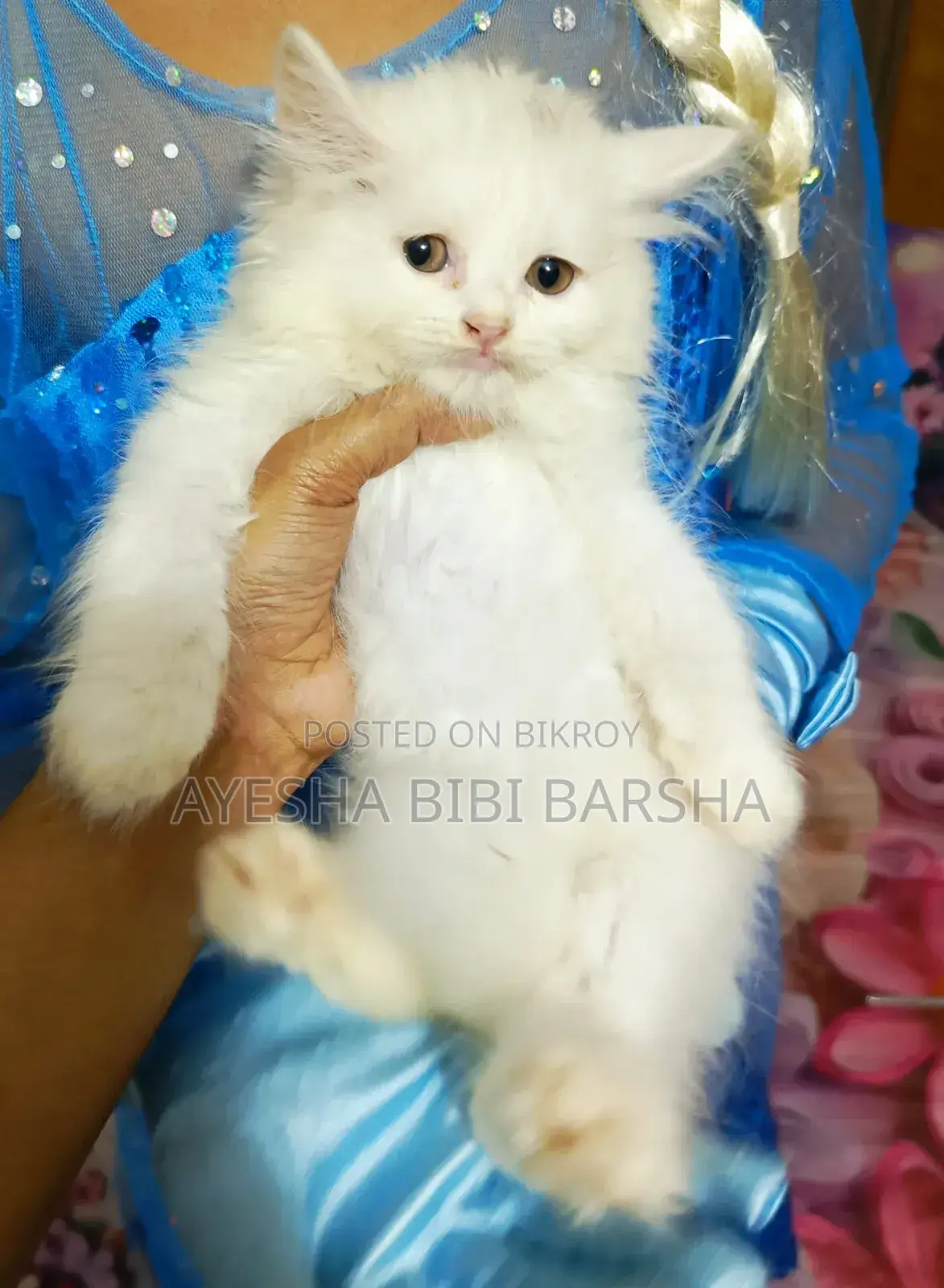১-৩ মাসের নর খাঁটি পার্সিয়ান