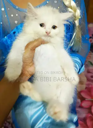 ১-৩ মাসের নর খাঁটি পার্সিয়ান