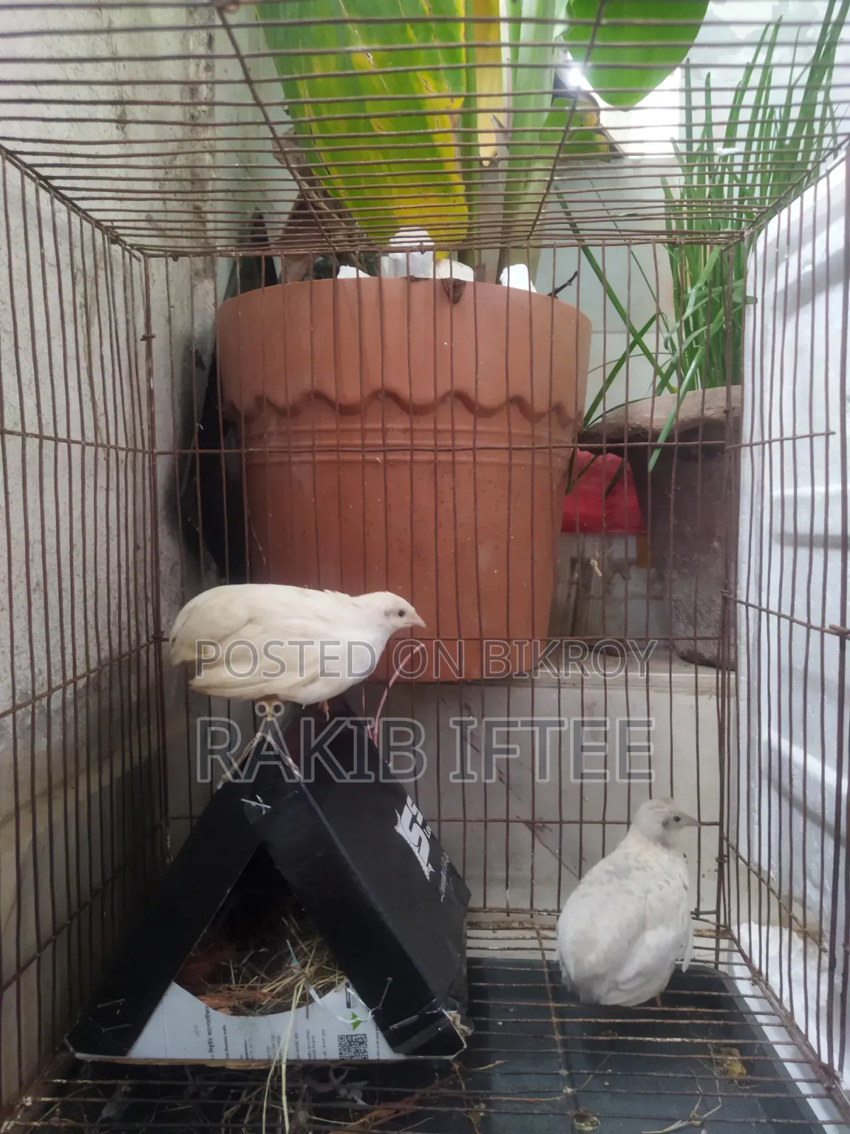 Classic King Quail