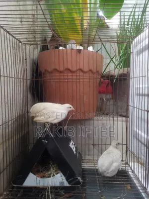 Classic King Quail