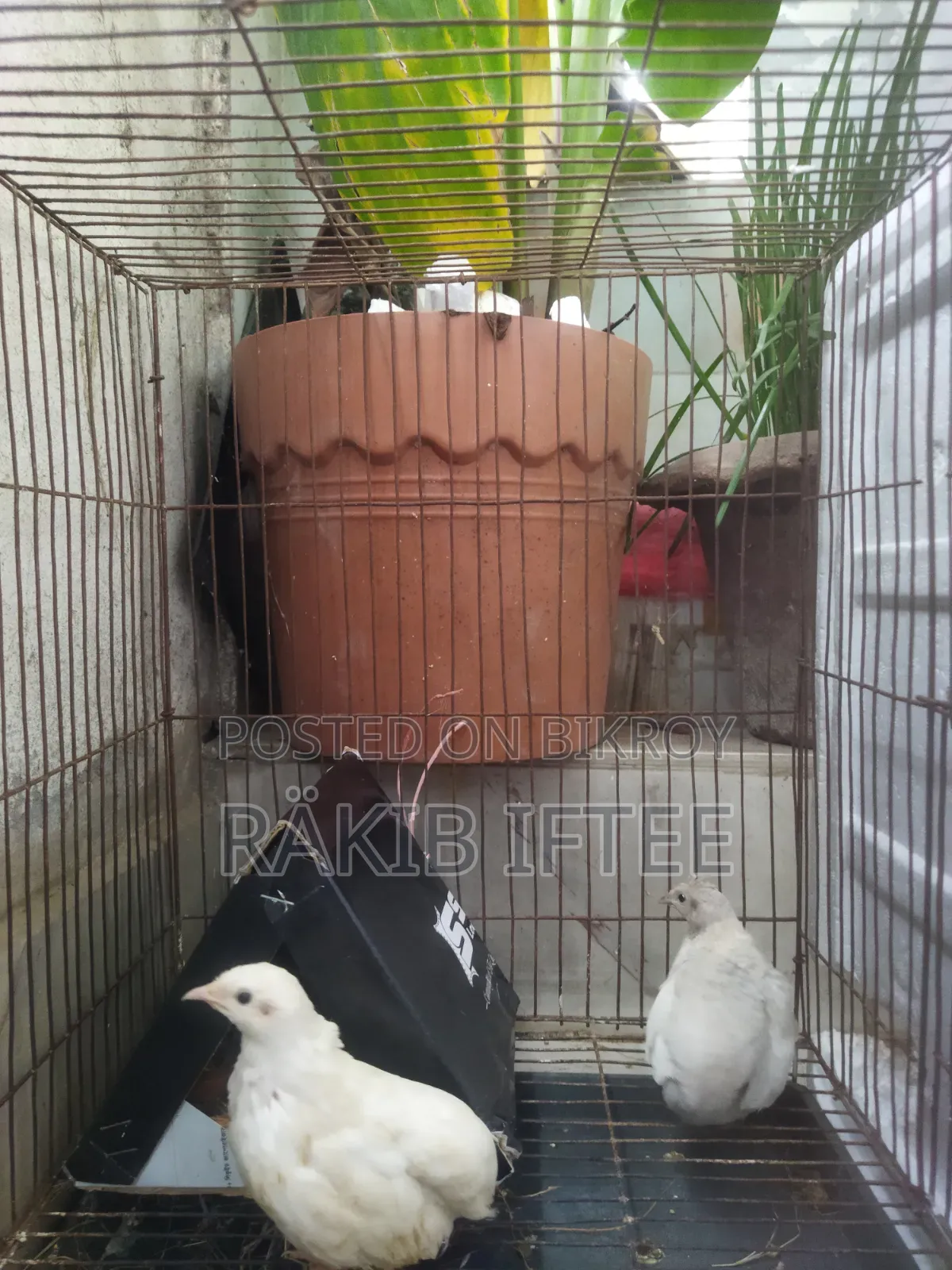 Classic King Quail