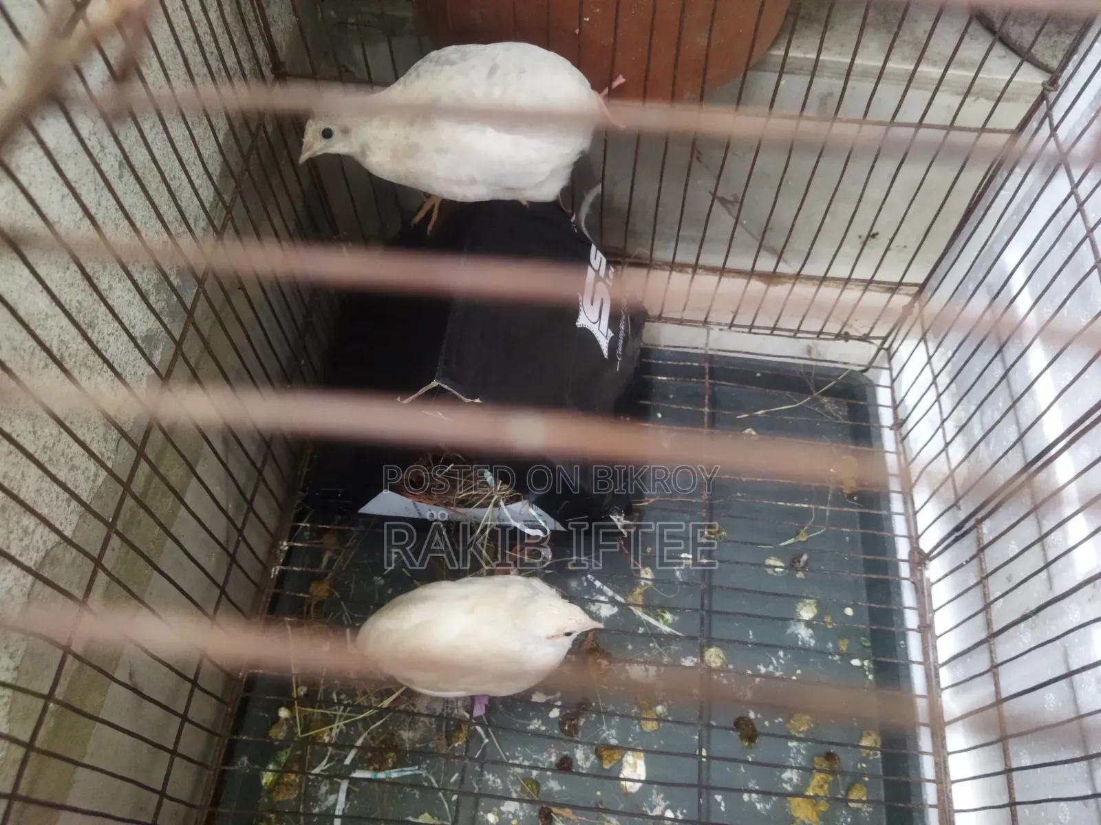 Classic King Quail