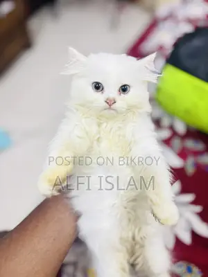 1-3 months Female Purebred Persian