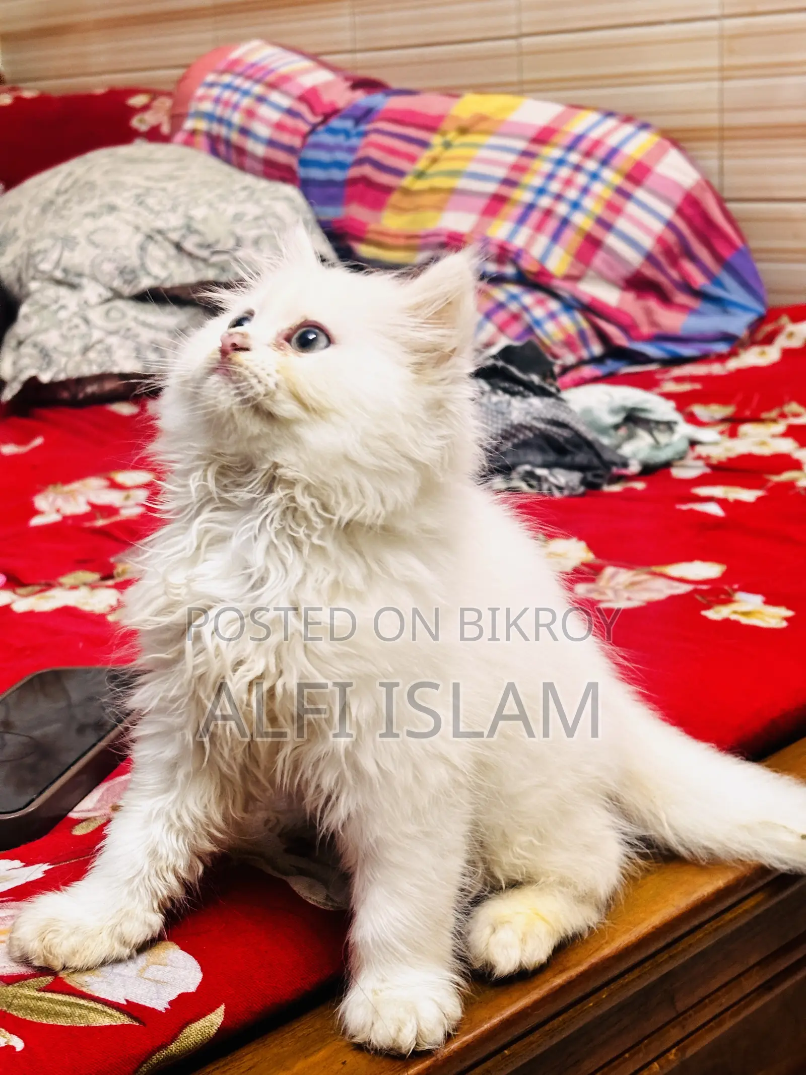 1-3 Months Female Purebred Persian