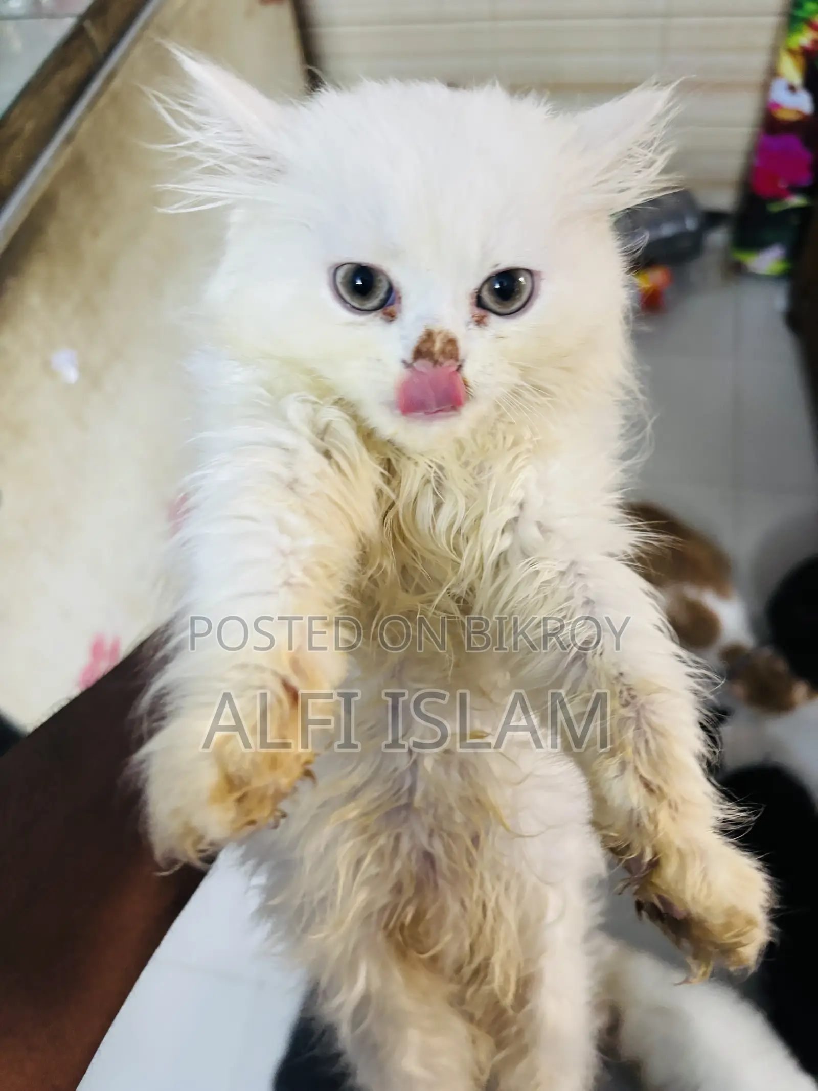 1-3 Months Female Purebred Persian