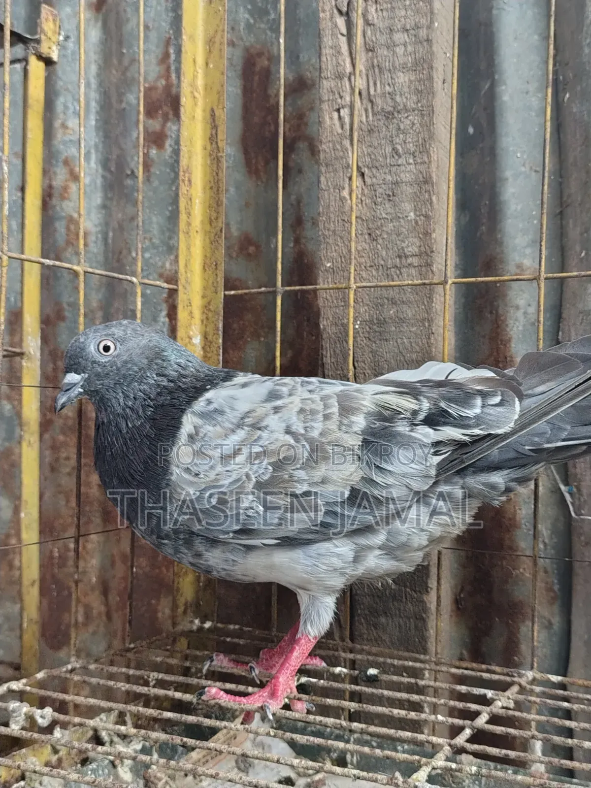 1 Pair of Highflyer Pigeons