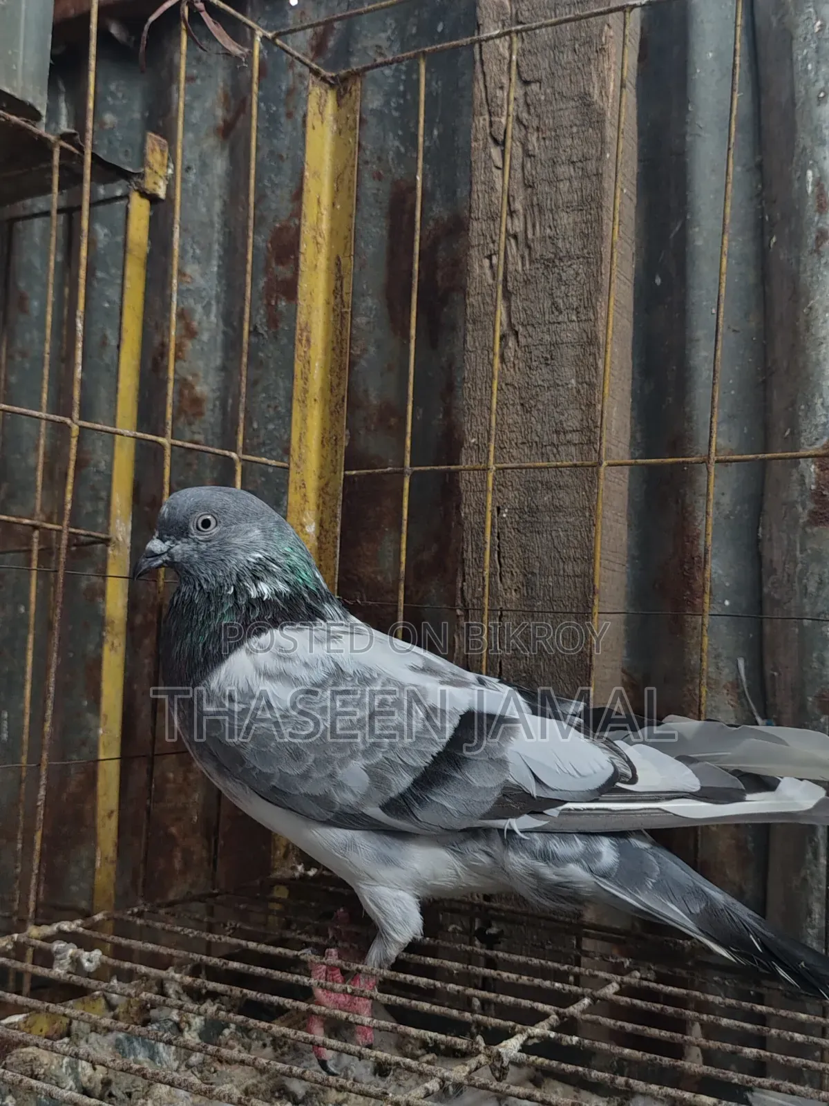 1 Pair of Highflyer Pigeons