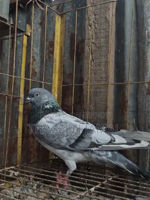 1 Pair of Highflyer Pigeons
