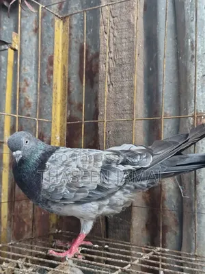 1 Pair of Highflyer Pigeons